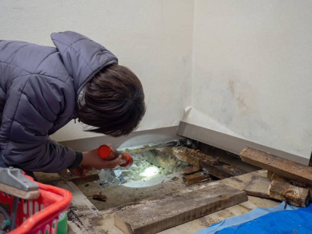 Best Mold Remediation for Vacation Homes  in West Carthage, NY