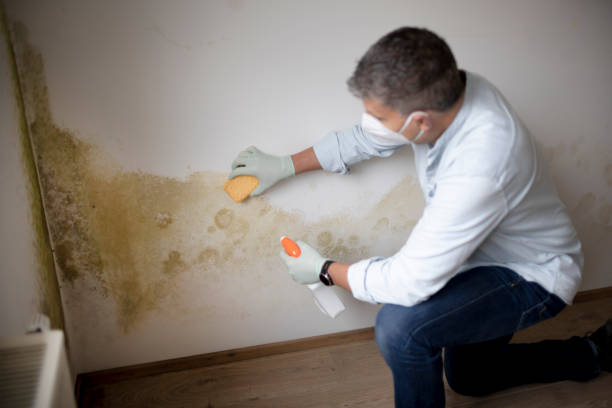 Best Commercial Mold Inspection  in West Carthage, NY