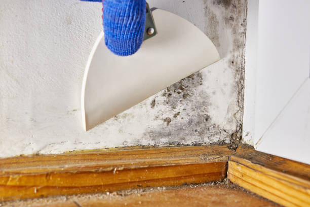 Best Crawl Space Mold Remediation  in West Carthage, NY